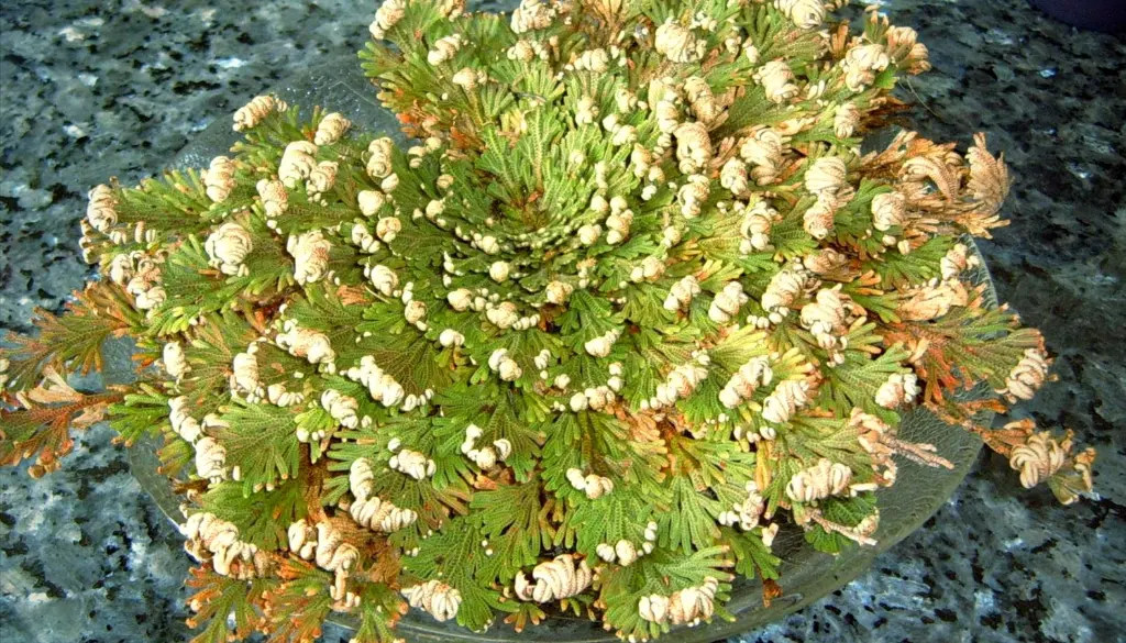 Rose-de-Jericho-epanouissement.webp