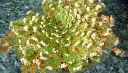 Rose-de-Jericho-epanouissement.webp