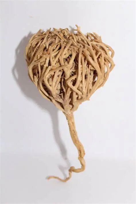 Rose de Jéricho