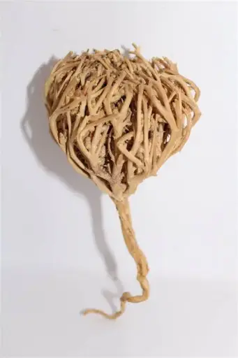 Rose de Jéricho